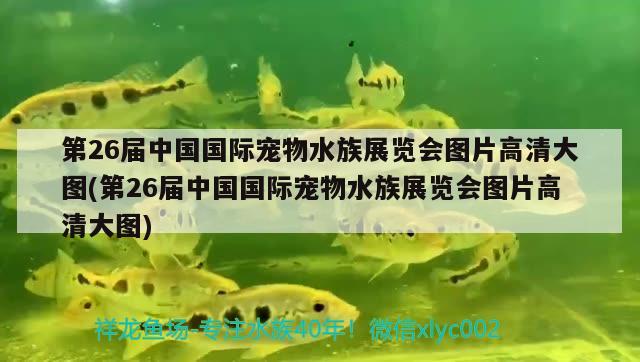 第26屆中國國際寵物水族展覽會圖片高清大圖(第26屆中國國際寵物水族展覽會圖片高清大圖) 水族展會