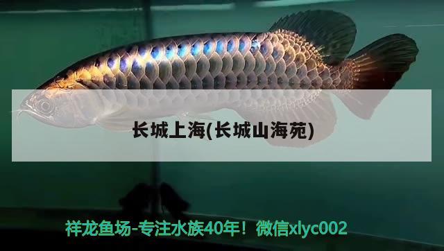 長城上海(長城山海苑) 2024第28屆中國國際寵物水族展覽會(huì)CIPS（長城寵物展2024 CIPS）