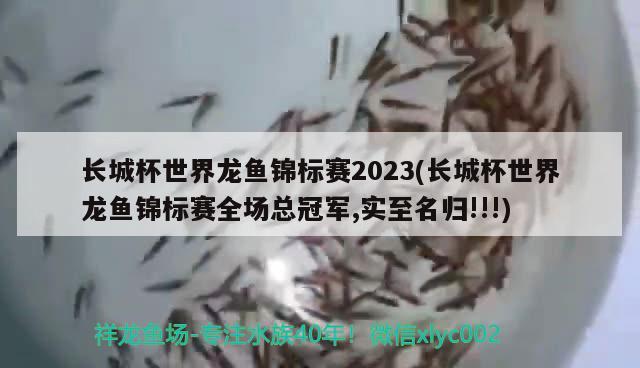 長(zhǎng)城杯世界龍魚(yú)錦標(biāo)賽2023(長(zhǎng)城杯世界龍魚(yú)錦標(biāo)賽全場(chǎng)總冠軍,實(shí)至名歸!!!)