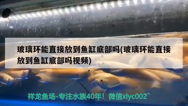 玻璃環(huán)能直接放到魚缸底部嗎(玻璃環(huán)能直接放到魚缸底部嗎視頻) 廣州觀賞魚魚苗批發(fā)市場(chǎng)