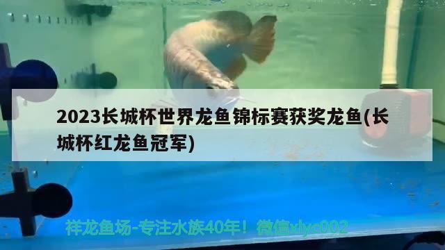 2023長城杯世界龍魚錦標(biāo)賽獲獎龍魚(長城杯紅龍魚冠軍)