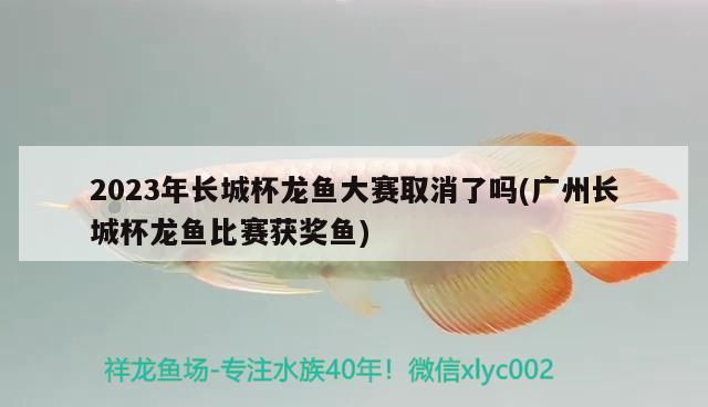 2023年長城杯龍魚大賽取消了嗎(廣州長城杯龍魚比賽獲獎(jiǎng)魚)