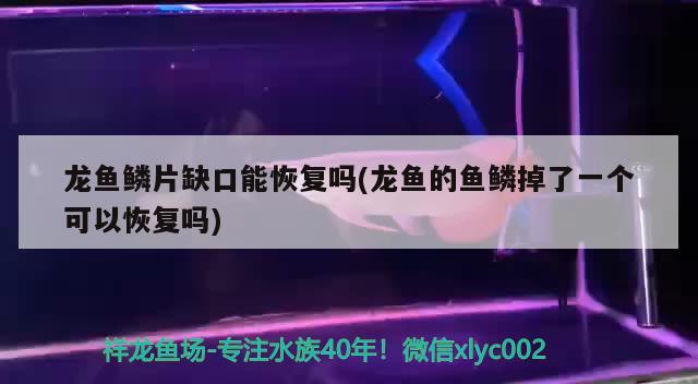 龍魚鱗片缺口能恢復嗎(龍魚的魚鱗掉了一個可以恢復嗎) 2024第28屆中國國際寵物水族展覽會CIPS（長城寵物展2024 CIPS）