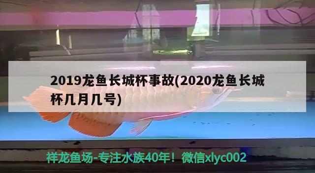 2019龍魚長(zhǎng)城杯事故(2020龍魚長(zhǎng)城杯幾月幾號(hào))