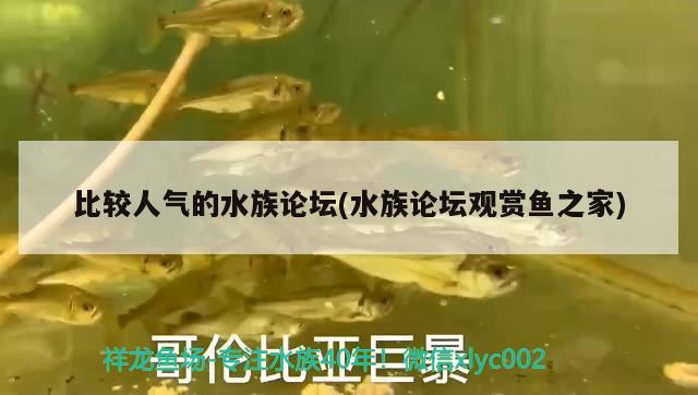 比較人氣的水族論壇(水族論壇觀賞魚之家)