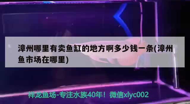 漳州哪里有賣魚缸的地方啊多少錢一條(漳州魚市場在哪里) 賽級紅龍魚