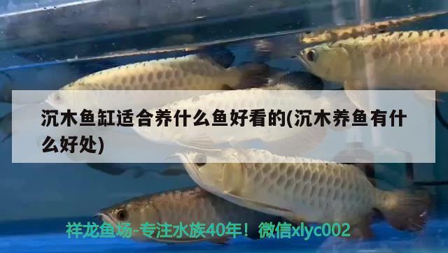 沉木魚缸適合養(yǎng)什么魚好看的(沉木養(yǎng)魚有什么好處)