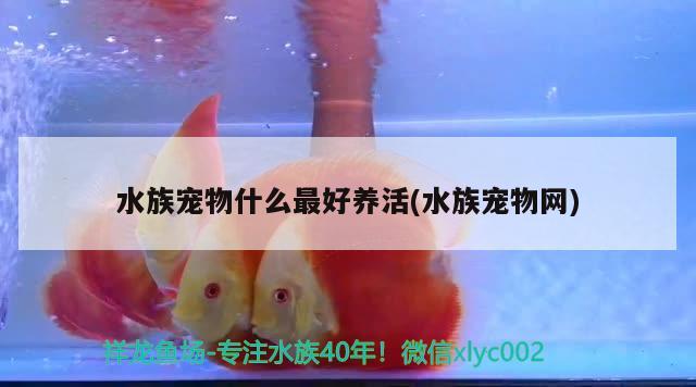 水族寵物什么最好養(yǎng)活(水族寵物網(wǎng))