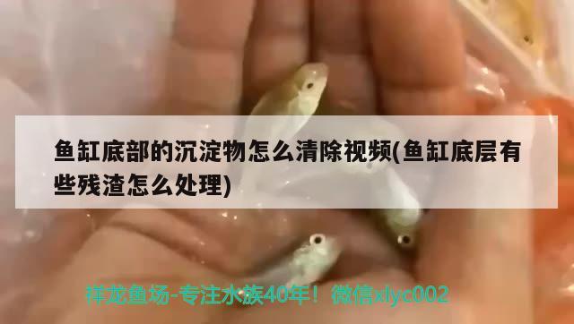 魚缸底部的沉淀物怎么清除視頻(魚缸底層有些殘渣怎么處理) 祥龍超血紅龍魚 第3張