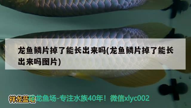 龍魚(yú)鱗片掉了能長(zhǎng)出來(lái)嗎(龍魚(yú)鱗片掉了能長(zhǎng)出來(lái)嗎圖片) 2025第29屆中國(guó)國(guó)際寵物水族展覽會(huì)CIPS（長(zhǎng)城寵物展2025 CIPS）