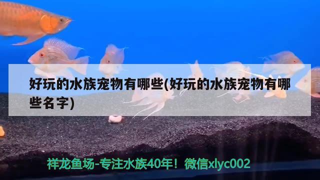 好玩的水族寵物有哪些(好玩的水族寵物有哪些名字) 2024第28屆中國國際寵物水族展覽會CIPS（長城寵物展2024 CIPS）