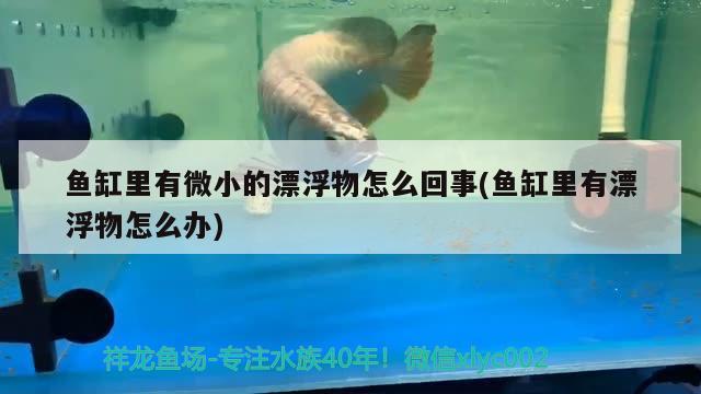 魚(yú)缸里有微小的漂浮物怎么回事(魚(yú)缸里有漂浮物怎么辦) 細(xì)線銀板魚(yú)苗