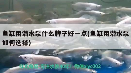 魚缸用潛水泵什么牌子好一點(魚缸用潛水泵如何選擇)