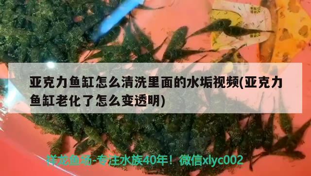 亞克力魚缸怎么清洗里面的水垢視頻(亞克力魚缸老化了怎么變透明) 水族維護(hù)服務(wù)（上門）