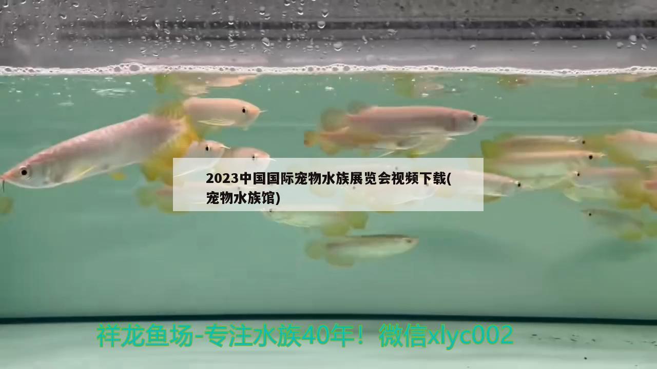 2023中國國際寵物水族展覽會視頻下載(寵物水族館)