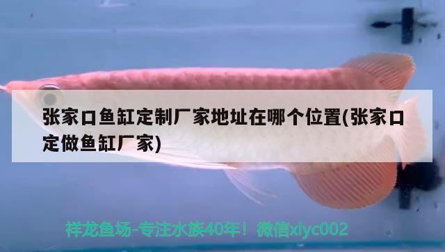 張家口魚缸定制廠家地址在哪個位置(張家口定做魚缸廠家)