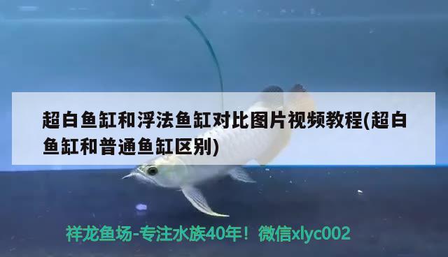 超白魚缸和浮法魚缸對比圖片視頻教程(超白魚缸和普通魚缸區(qū)別)