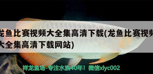 龍魚比賽視頻大全集高清下載(龍魚比賽視頻大全集高清下載網(wǎng)站)