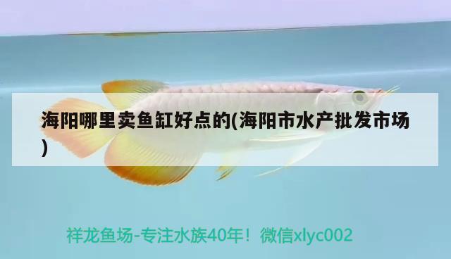 海陽哪里賣魚缸好點的(海陽市水產(chǎn)批發(fā)市場)