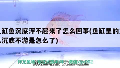 魚缸魚沉底浮不起來了怎么回事(魚缸里的魚總沉底不游是怎么了)