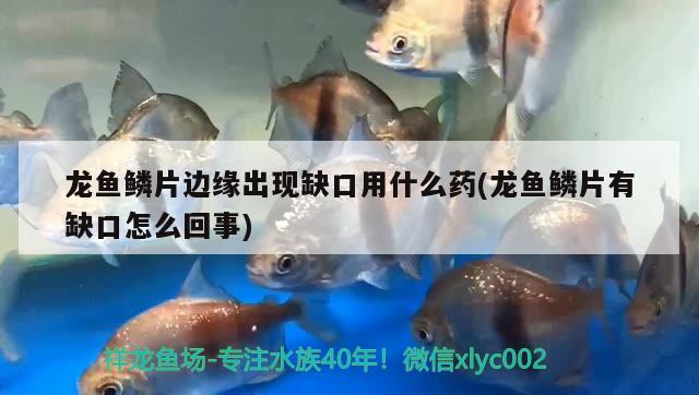 龍魚鱗片邊緣出現(xiàn)缺口用什么藥(龍魚鱗片有缺口怎么回事)