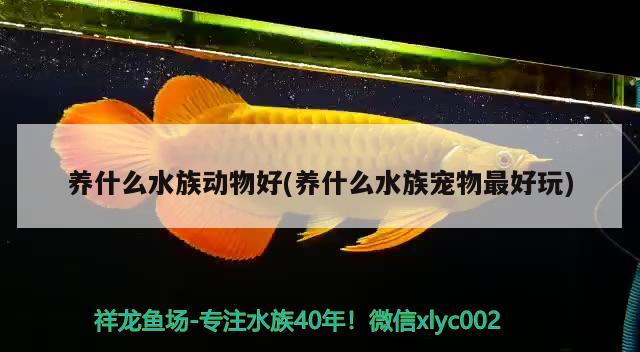 養(yǎng)什么水族動(dòng)物好(養(yǎng)什么水族寵物最好玩) 2024第28屆中國(guó)國(guó)際寵物水族展覽會(huì)CIPS（長(zhǎng)城寵物展2024 CIPS）