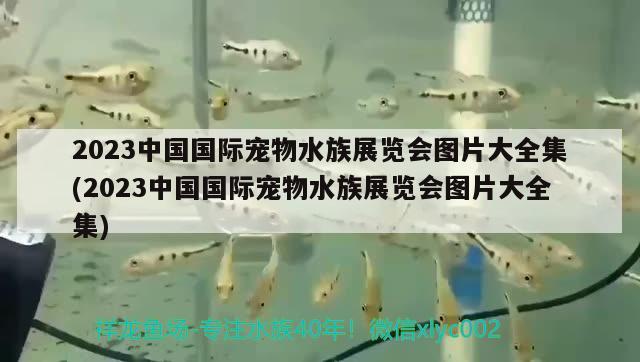 2023中國國際寵物水族展覽會圖片大全集(2023中國國際寵物水族展覽會圖片大全集) 水族展會