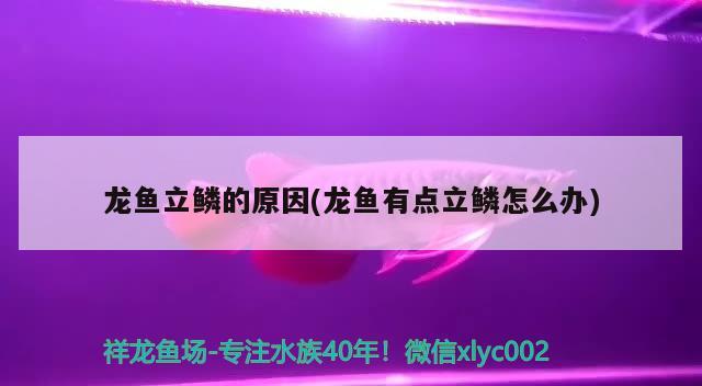 龍魚立鱗的原因(龍魚有點立鱗怎么辦) 2024第28屆中國國際寵物水族展覽會CIPS（長城寵物展2024 CIPS）