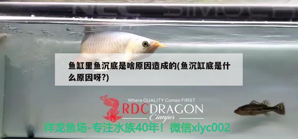 魚缸里魚沉底是啥原因造成的(魚沉缸底是什么原因呀?)