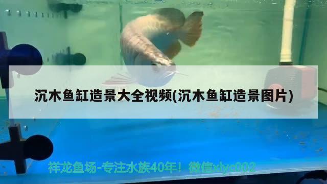 沉木魚缸造景大全視頻(沉木魚缸造景圖片) 南美異型魚