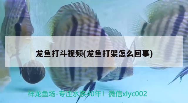 龍魚打斗視頻(龍魚打架怎么回事) 2024第28屆中國國際寵物水族展覽會CIPS（長城寵物展2024 CIPS）