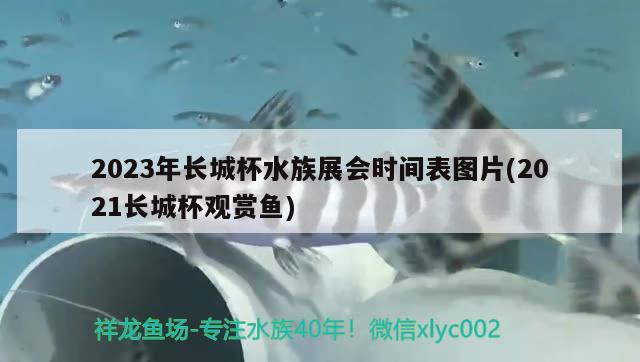 2023年長城杯水族展會時間表圖片(2021長城杯觀賞魚)