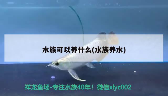 水族可以養(yǎng)什么(水族養(yǎng)水) 2024第28屆中國國際寵物水族展覽會CIPS（長城寵物展2024 CIPS）