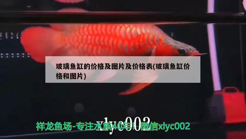 玻璃魚缸的價格及圖片及價格表(玻璃魚缸價格和圖片) 白子關(guān)刀魚苗