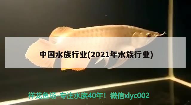 中國(guó)水族行業(yè)(2021年水族行業(yè))