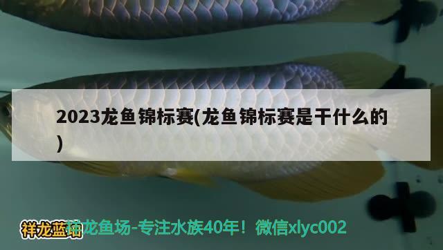 2023龍魚(yú)錦標(biāo)賽(龍魚(yú)錦標(biāo)賽是干什么的)