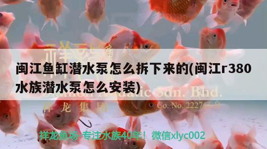 閩江魚缸潛水泵怎么拆下來的(閩江r380水族潛水泵怎么安裝) 廣州水族批發(fā)市場(chǎng)