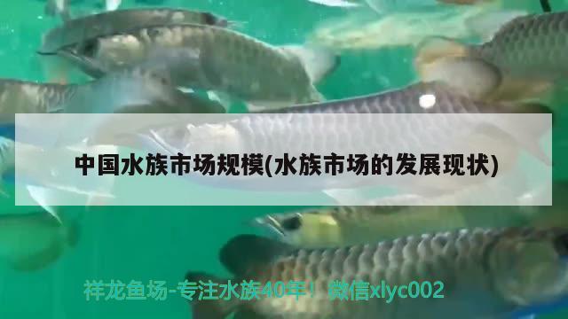 中國水族市場規(guī)模(水族市場的發(fā)展現(xiàn)狀) 2024第28屆中國國際寵物水族展覽會CIPS（長城寵物展2024 CIPS）