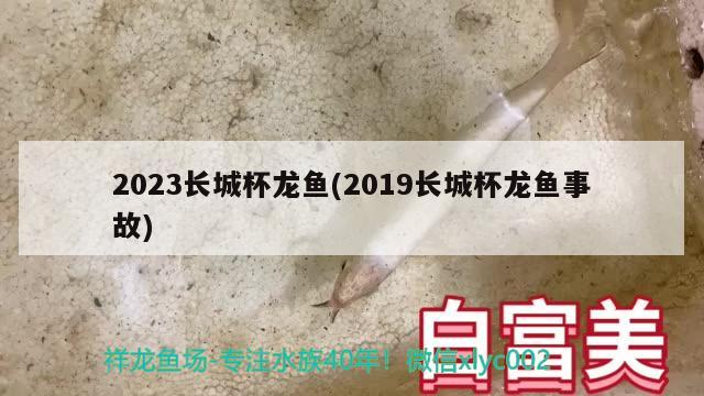 2023長城杯龍魚(2019長城杯龍魚事故)