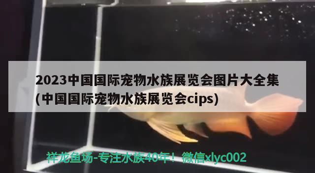 2023中國國際寵物水族展覽會圖片大全集(中國國際寵物水族展覽會cips)