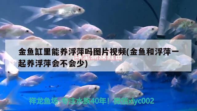 金魚缸里能養(yǎng)浮萍嗎圖片視頻(金魚和浮萍一起養(yǎng)浮萍會(huì)不會(huì)少)