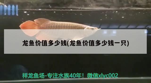 龍魚(yú)價(jià)值多少錢(qián)(龍魚(yú)價(jià)值多少錢(qián)一只)