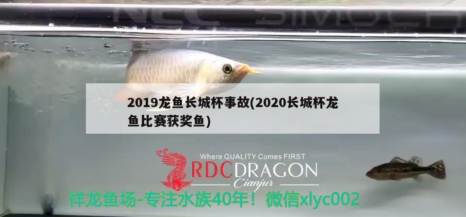 2019龍魚(yú)長(zhǎng)城杯事故(2020長(zhǎng)城杯龍魚(yú)比賽獲獎(jiǎng)魚(yú)) 2024第28屆中國(guó)國(guó)際寵物水族展覽會(huì)CIPS（長(zhǎng)城寵物展2024 CIPS） 第2張