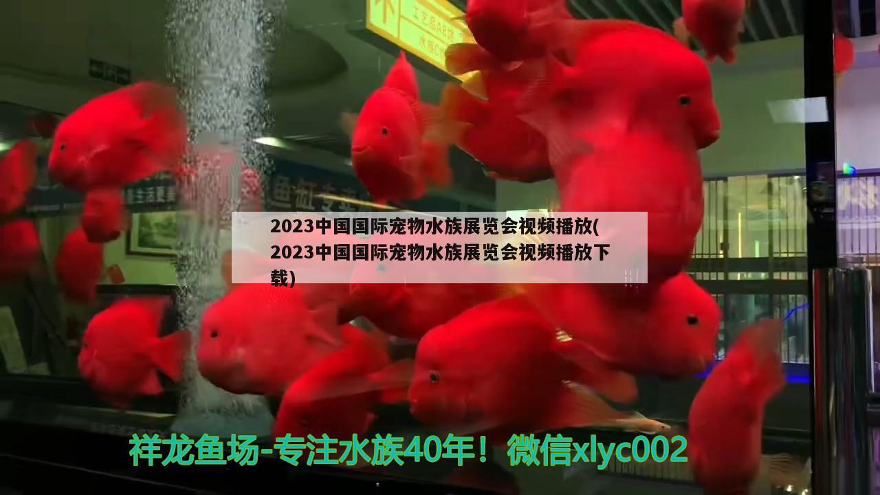 2023中國國際寵物水族展覽會視頻播放(2023中國國際寵物水族展覽會視頻播放下載) 水族展會