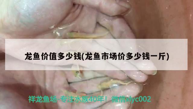 龍魚價(jià)值多少錢(龍魚市場價(jià)多少錢一斤) 2024第28屆中國國際寵物水族展覽會(huì)CIPS（長城寵物展2024 CIPS）