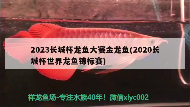 2023長城杯龍魚大賽金龍魚(2020長城杯世界龍魚錦標(biāo)賽)