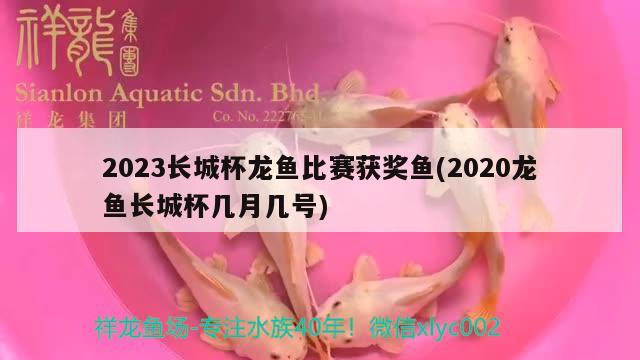 2023長城杯龍魚比賽獲獎魚(2020龍魚長城杯幾月幾號)