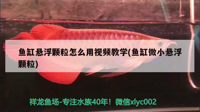 魚缸懸浮顆粒怎么用視頻教學(魚缸微小懸浮顆粒)