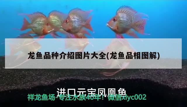 龍魚品種介紹圖片大全(龍魚品相圖解) 2024第28屆中國國際寵物水族展覽會(huì)CIPS（長城寵物展2024 CIPS）