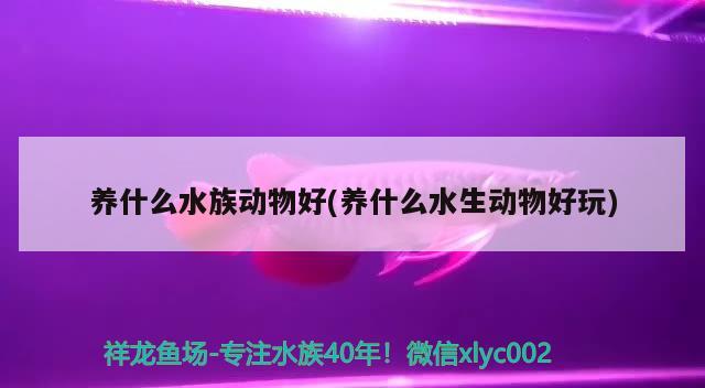 養(yǎng)什么水族動物好(養(yǎng)什么水生動物好玩) 2024第28屆中國國際寵物水族展覽會CIPS（長城寵物展2024 CIPS）